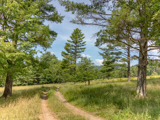 car / tractor path in meadow