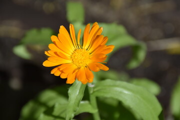 Calendula officinalis flower seen from the front with irregular petals.