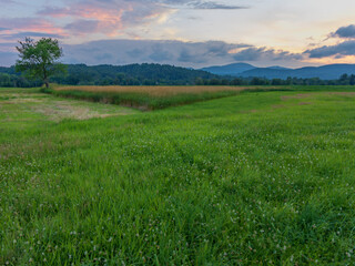 grassy meadow at sunset