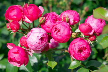 pretty pink roses in garden