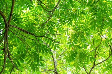 green leaves in sunlight background