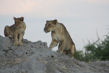 Fototapeta na wymiar Lioness & cub 4