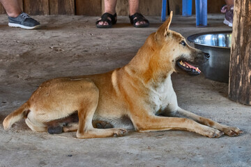 Local Dog in Sihanoukville, Cambodia