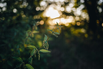 A nettle (urtica) in the forest at sunset