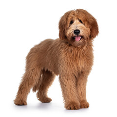 Cute red / abricot Australian Cobberdog / Labradoodle dog pup, standing side ways. Looking at camera, mouth open and tongue out. Isolated on white background.