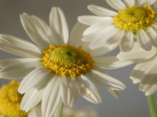Obraz premium daisy flower closeup