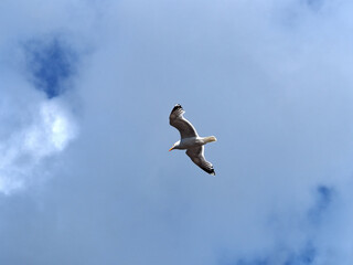 Seagull in flight with sky background