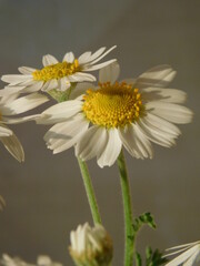 Obraz premium white daisy flower