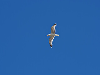 Seagull in flight with clear blue sky background