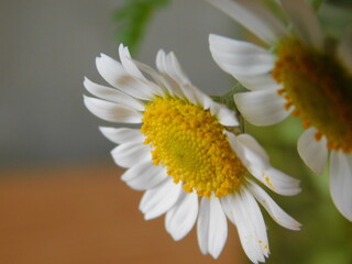 Obraz premium white daisy flower