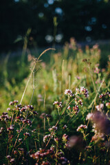 Flower meadow with oregano, also called real dost (Origanum vulgare) at sunset