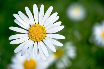 Obraz premium White Daisy close - up against the background of other daisies and green leaves. The view from the top. Background