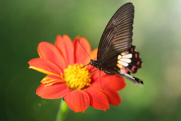 black butterfly flying over a red flower looking for pollen, this elegant and fragile insect from the Lepidoptera family has fast wings like a humming-bird, botanical garden in Chiang Mai, Thailand