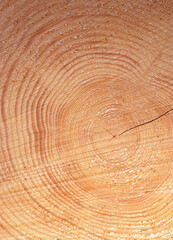 Fototapeta premium wooden cut texture, eco-friendly wood, tree rings in cross-section, natural texture background