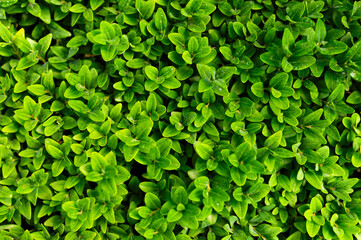 Nature background. Closeup green leaves plant top view. Natural green plants, leaf pattern, creative wallpaper with green plant, ecology, ecological background, leaf texture