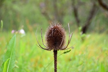 Cardoon thistle (Dipsacus fullonum) dried in a field of almond and grass.
