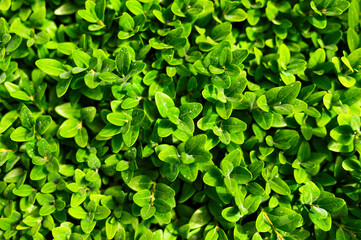 Fototapeta premium Nature background. Closeup green leaves plant top view. Natural green plants, leaf pattern, creative wallpaper with green plant, ecology, ecological background, leaf texture