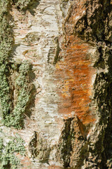 Poland. Podkarpackie Voivodeship, around Radawa.