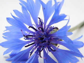 blue flower isolated on white