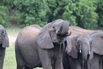 Fototapeta premium African Elephants playing by the Chobe River in Botswana