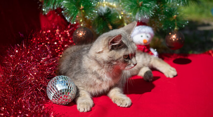 New year greeting card. Funny gray cat on a red background with a decorated Christmas tree. Space for text.
