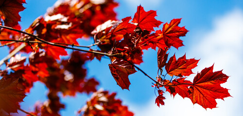 red maple leaves