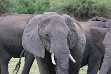 Obraz premium African Elephants playing by the Chobe River in Botswana