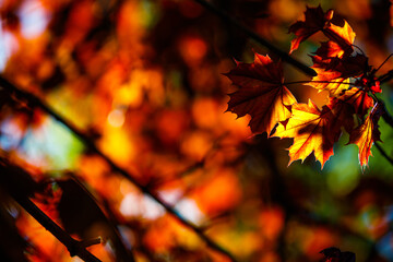 Copy space. Autumn leaves in the sun.