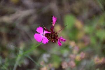 Carthusian carnation (Dianthus carthusianorum), decorative use grows in rocky areas.
