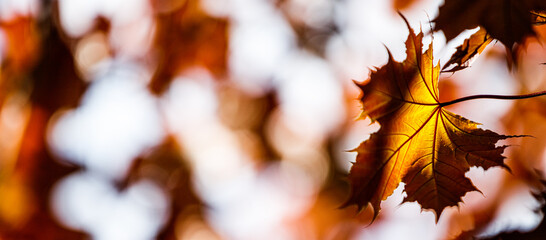 Copy space. Autumn leaves in the sun