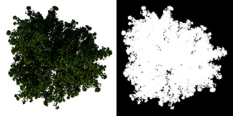 Top view tree (Adolescent Negundo Maple 3) white background alpha png 3D Rendering Ilustracion 3D