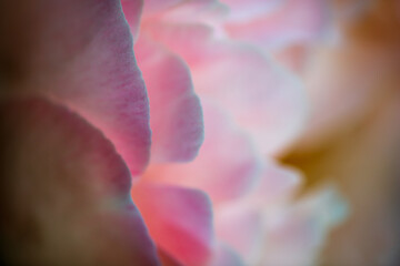 Close-up of pink peony.