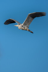 Ein Graureiher im Flug am blauen Himmel