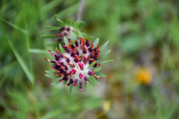Anthyllis vulneraria, family of the fabaceae. It has many active ingredients that can later be used by man as a remedy against diseases: saponins, tannins, mucilages, flavonoids.