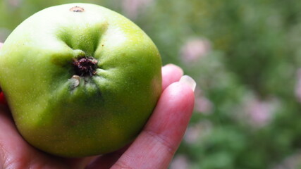fresh cooking apple 