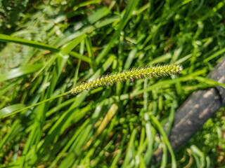 Naklejka premium Yellow foxtail, pigeon or cattail grass plant
