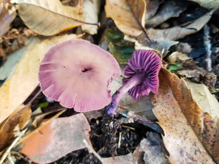 Amethyst deceiver mushroom