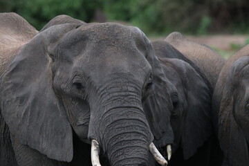 African Elephants playing by the Chobe River in Botswana