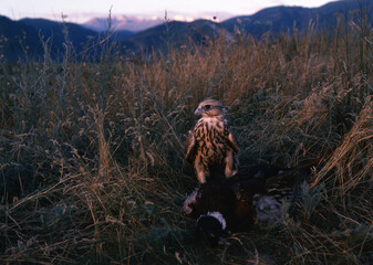 Saker falcon (Falco cherrug) sitting on hunted pheasant. Saker falcon hunting. Saker falcon...