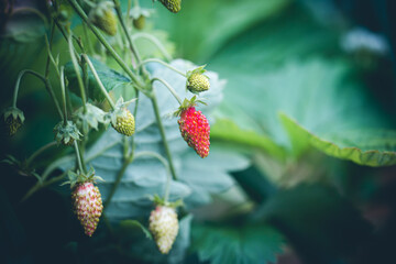 Closeup of fresh strawberries growing on the vine in a garden, close up