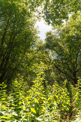 Fototapeta premium Forest trail on a sunny day in The Noordhollands Duinreservaat, The Netherlands