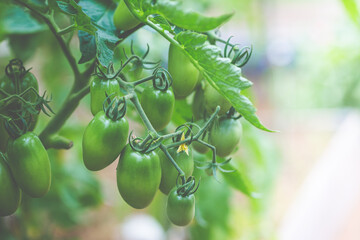 Green Tomatoes with leaves in a garden, close up