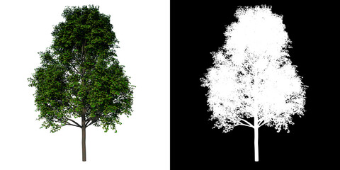 Front view tree (adolescent Real Maple 1) white background alpha png 3D Rendering Ilustracion 3D