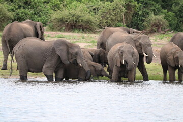 Obraz premium African Elephants playing by the Chobe River in Botswana