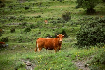 Brown cow grazing on fresh grass meadows and holm oaks. In the background dry stone terraces.