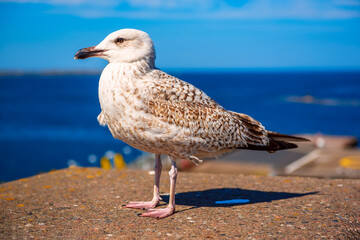 Sea gull at pier