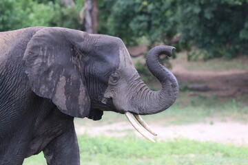 Obraz premium African Elephants playing by the Chobe River in Botswana