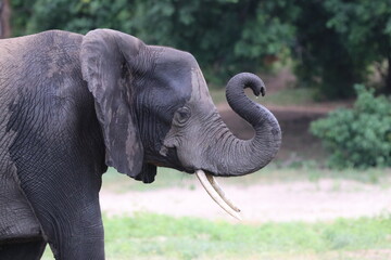 African Elephants playing by the Chobe River in Botswana