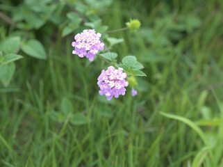 ピンクのランタナ