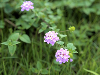 ピンクのランタナ